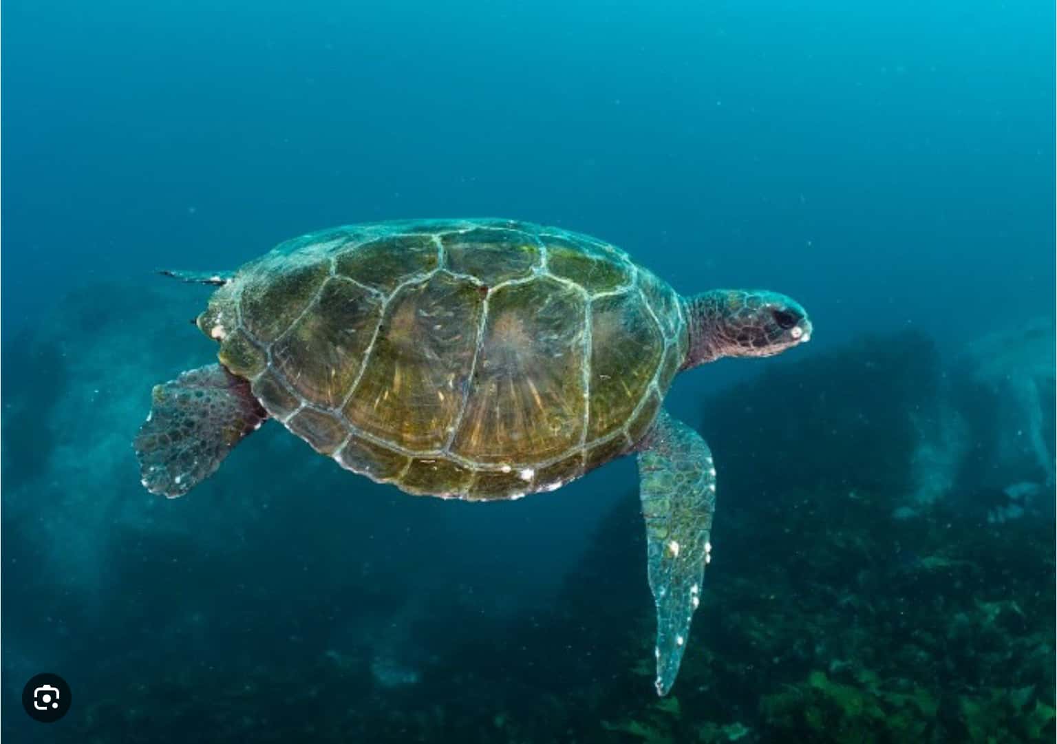 Weekly Sunday Snorkelling 11am at Shelly Beach , Manly (unhosted)