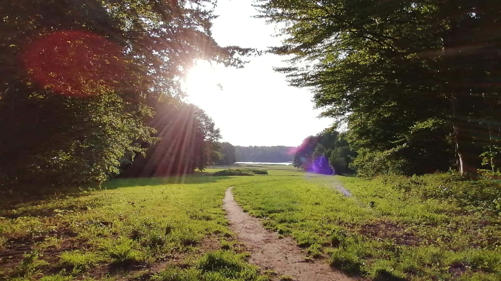 🌿 The Dragon’s Eye Portal: A Forest Walk for Spiritual & Sensitive Souls