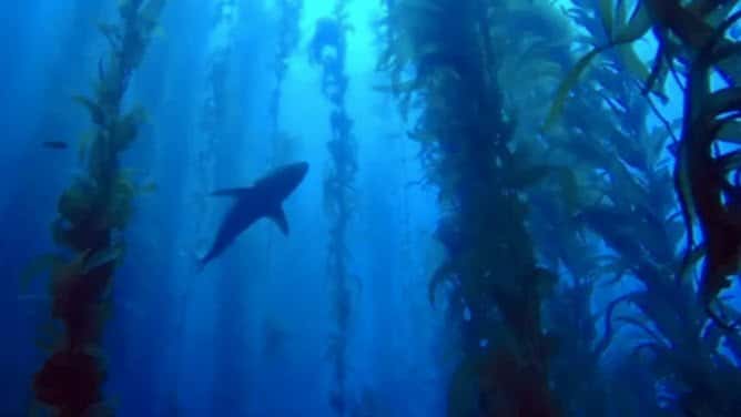 San Clemente Island, 2-Day, Limited Load (Advanced OW)