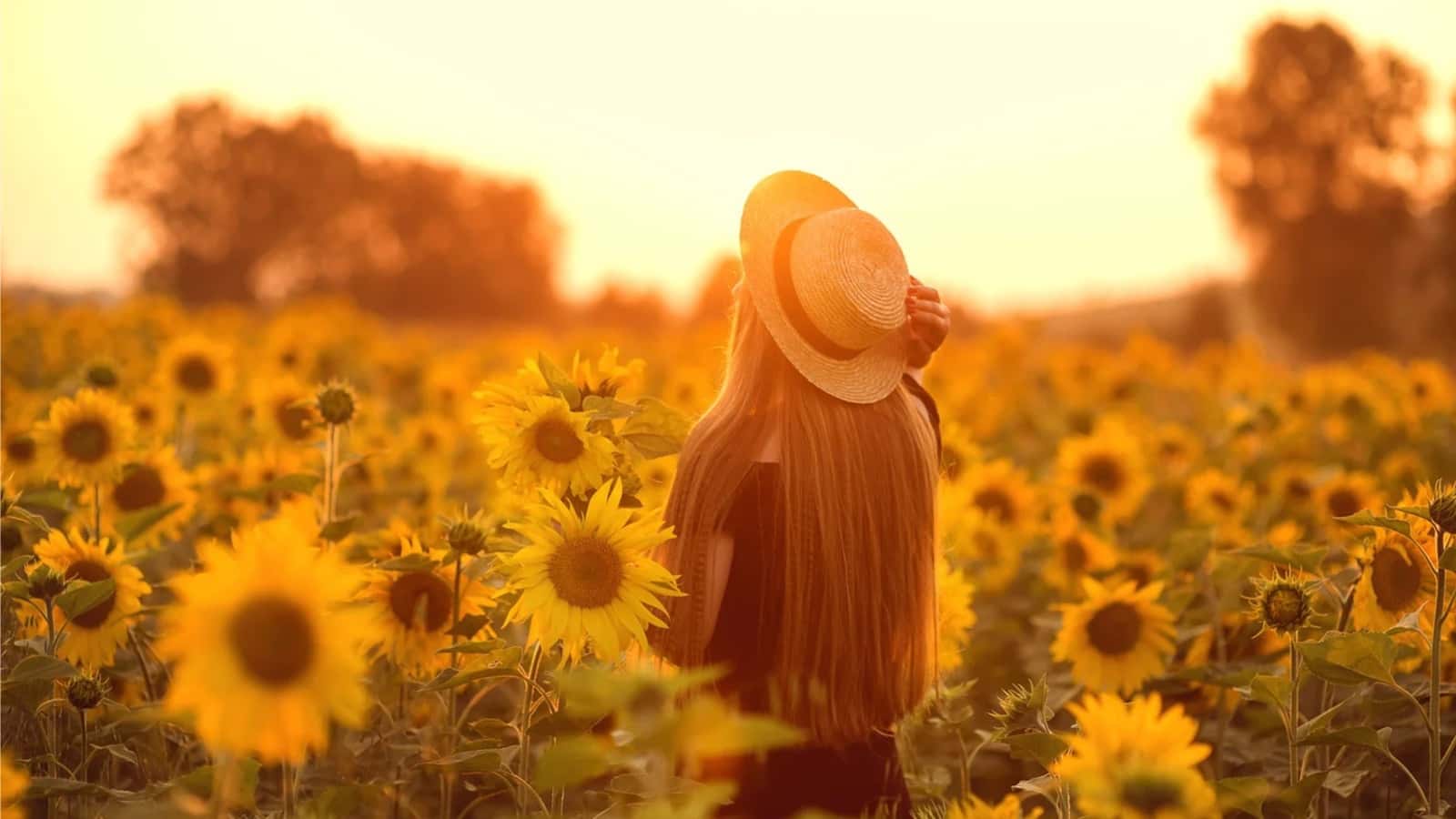 Viaje a Burgos y sus Campos de Girasoles – 8,9,15,16 de Agosto