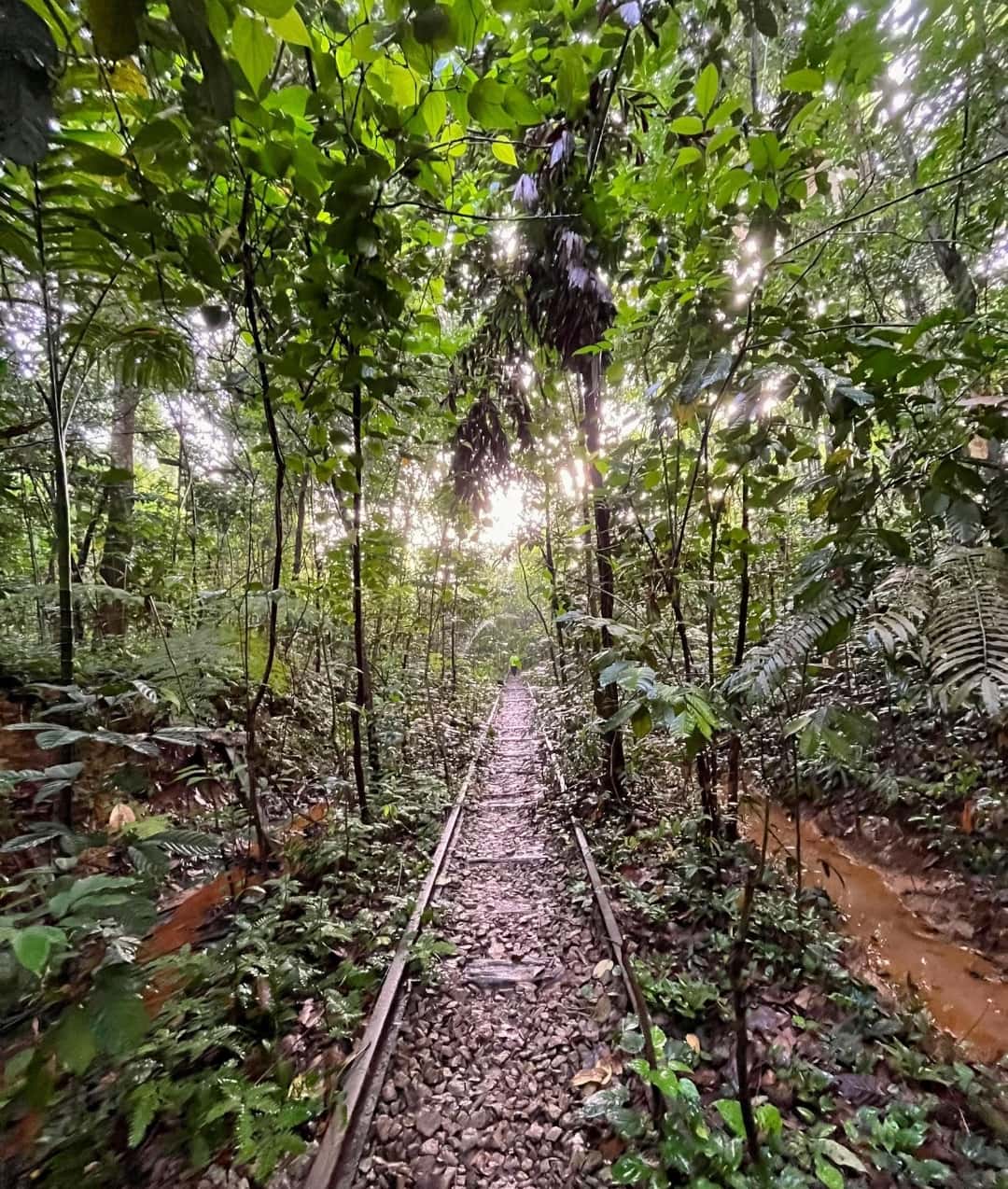 Clementi Forest Adventure 🥾