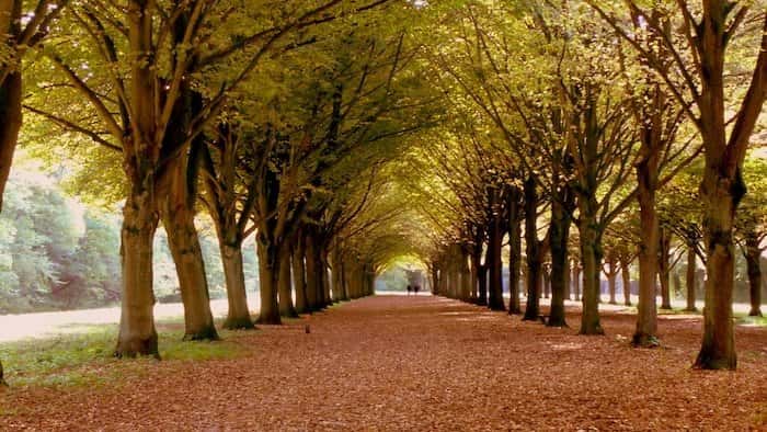 🌿Spring walk in Amsterdamse Bos 🌿