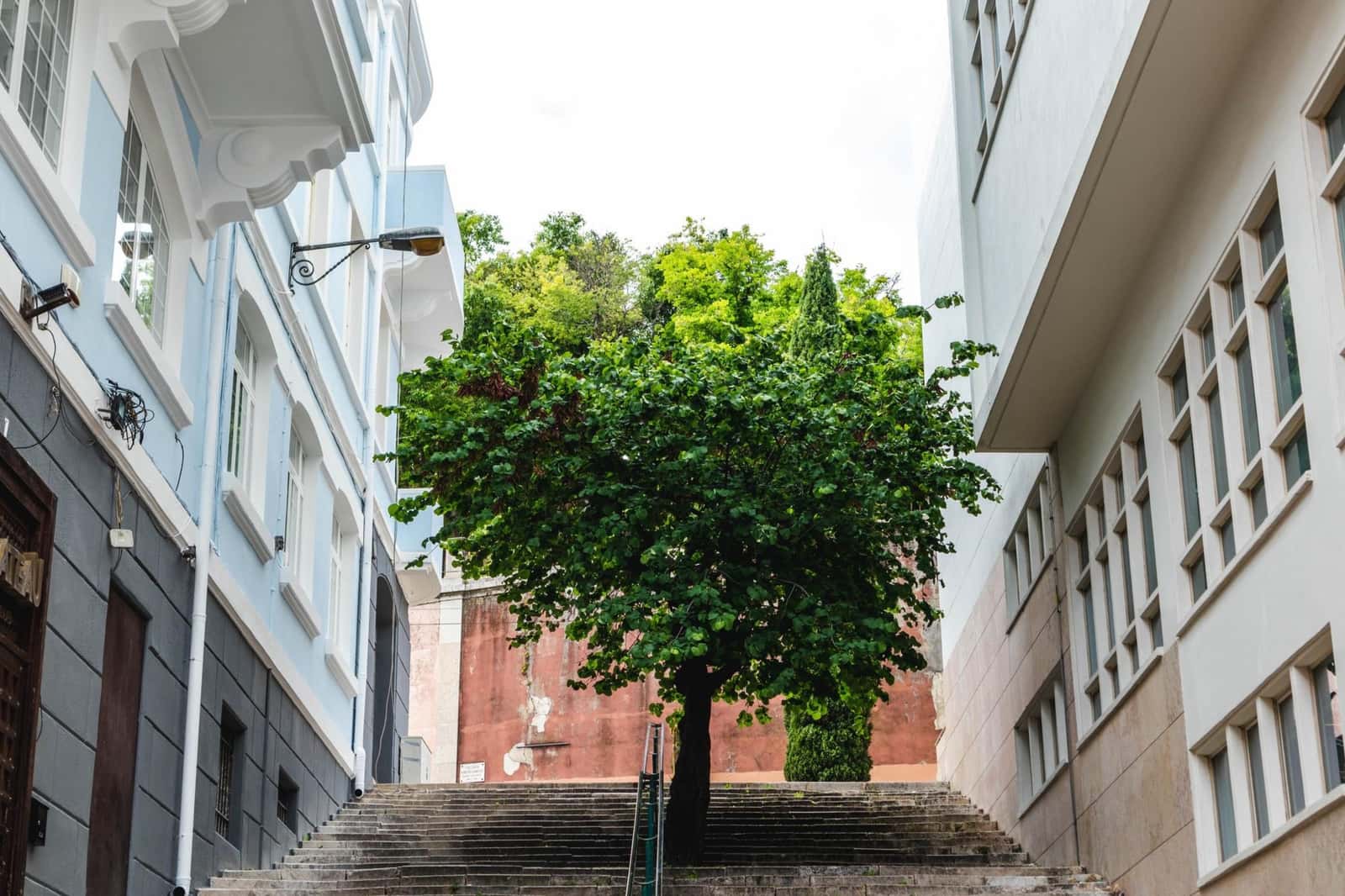 Putting Down Roots/Criar Raízes