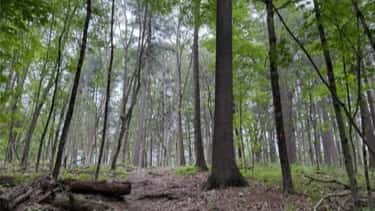 Hike at Middlesex Fells Reservation (Crystal Springs Path)