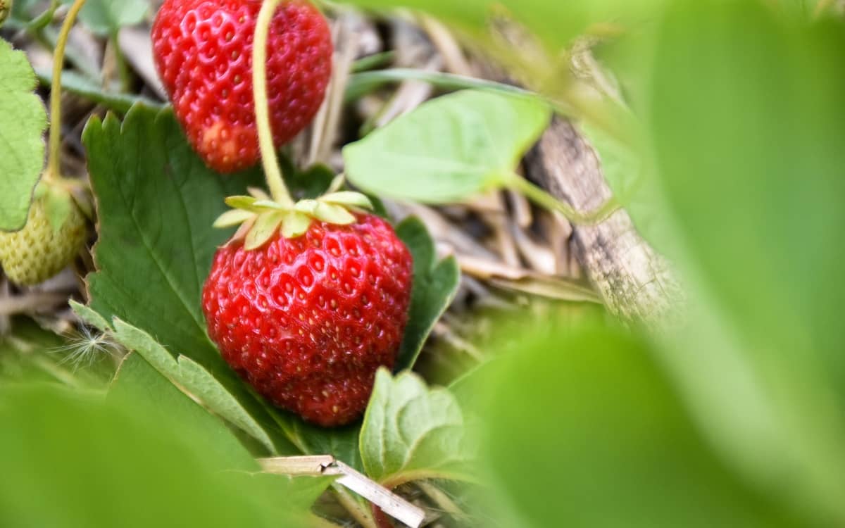 Pick Parisian strawberries at Fragola!