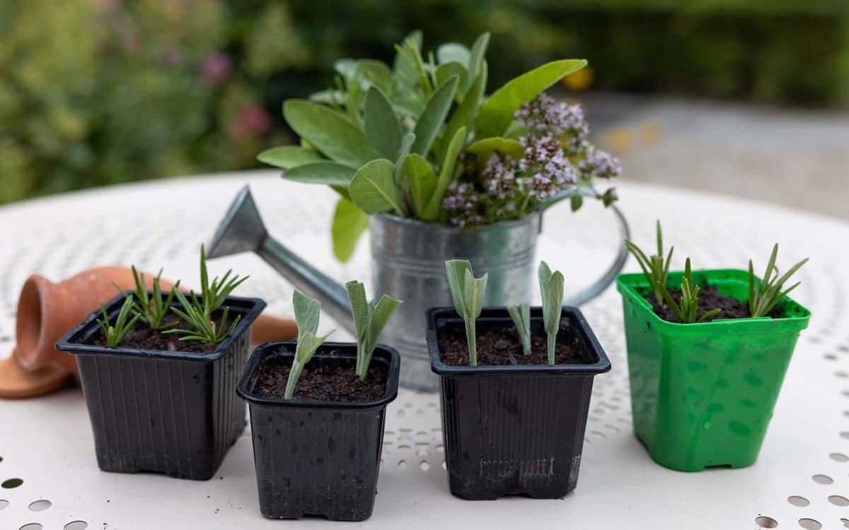 Atelier jardinage « Boutures d'Aromatiques »