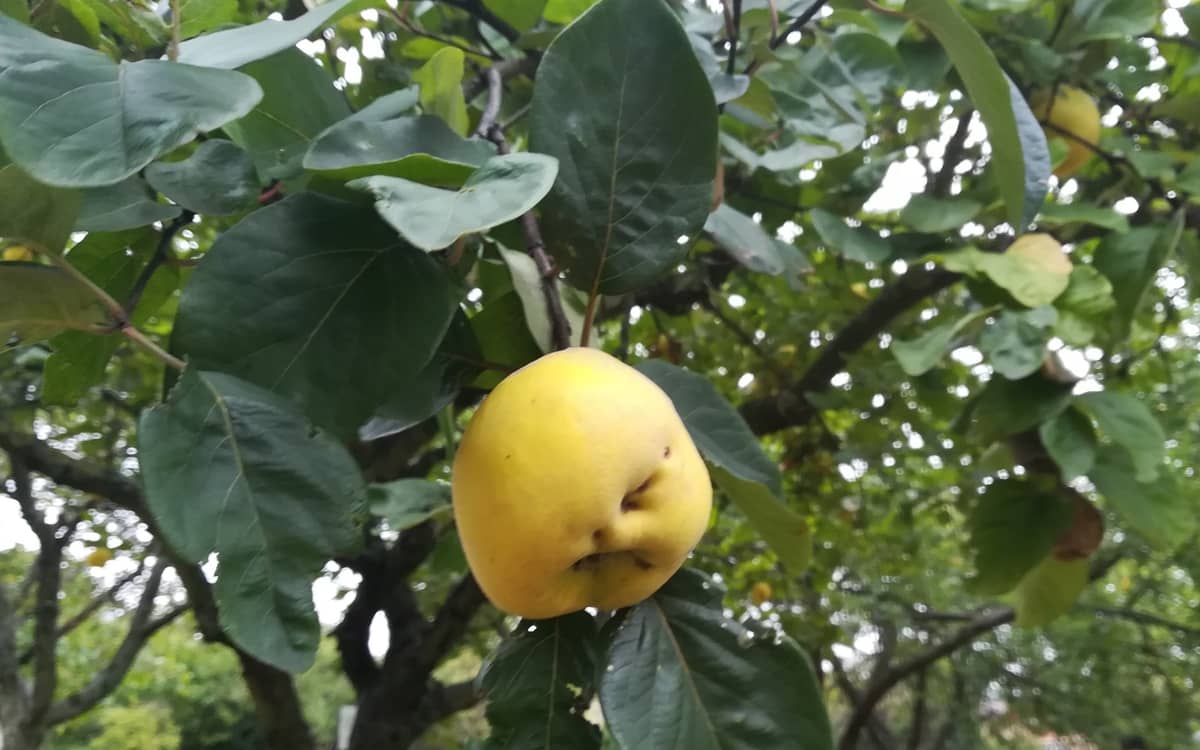 Fruit et légume de saison