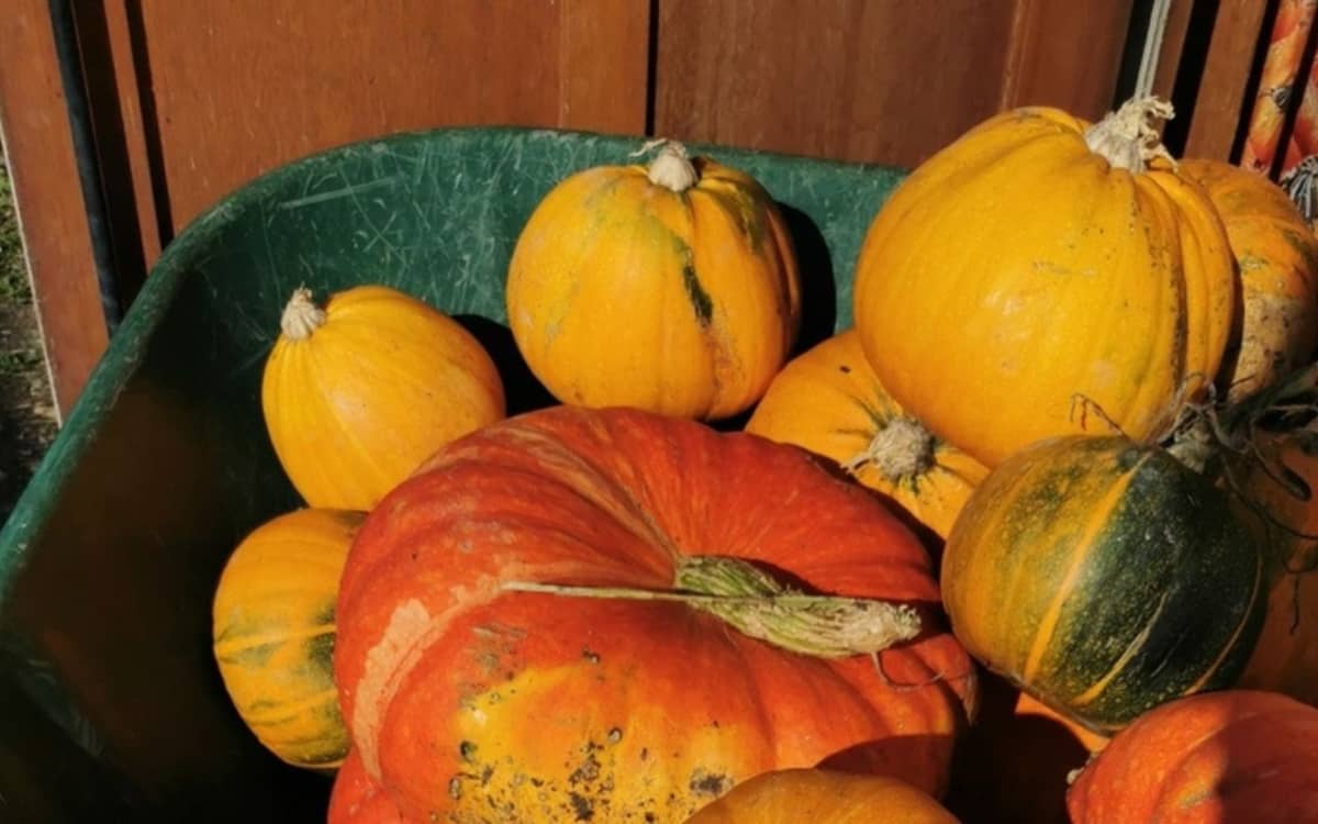 Fête de la soupe au jardin partagé