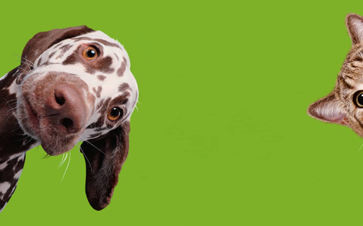 Exhibition “Cats and Dogs” at the Cité des Sciences