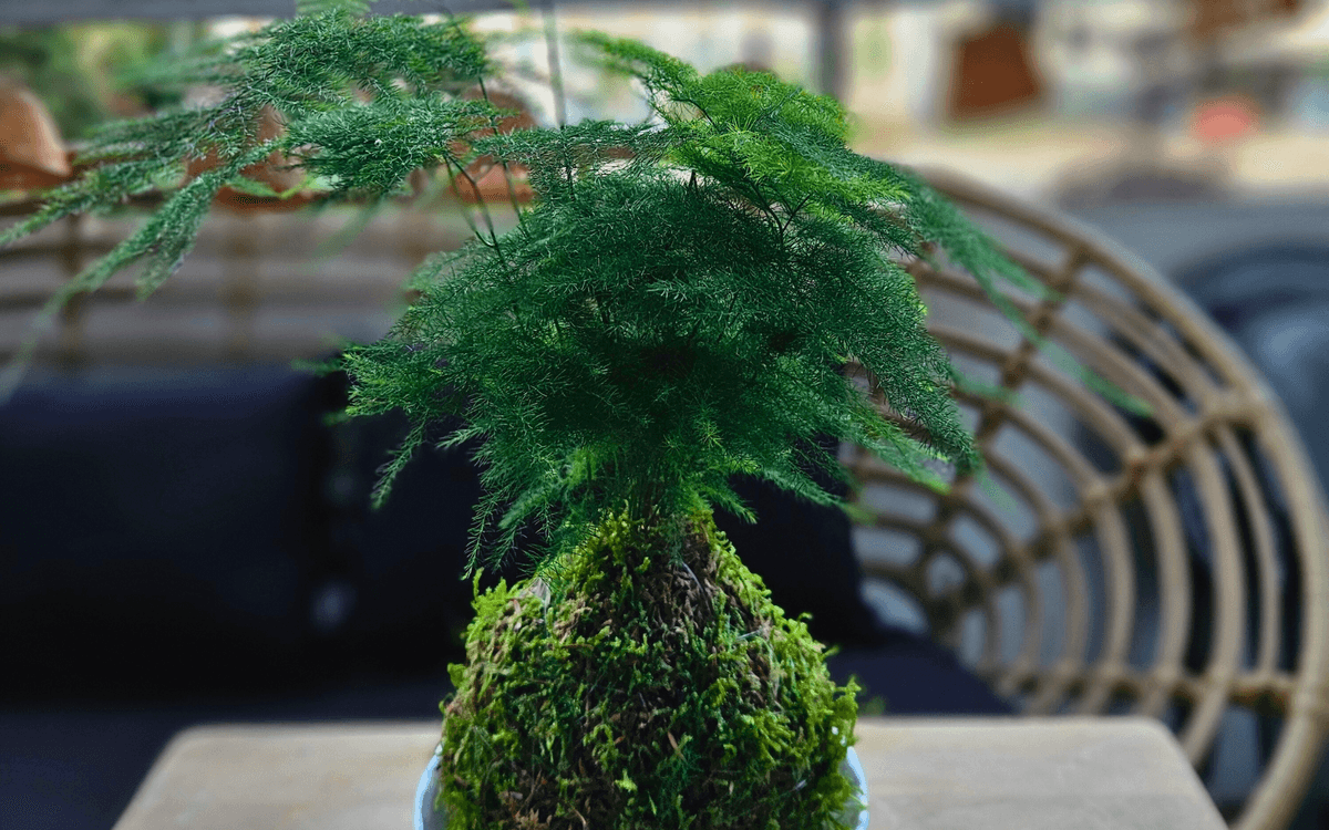Atelier Kokedama