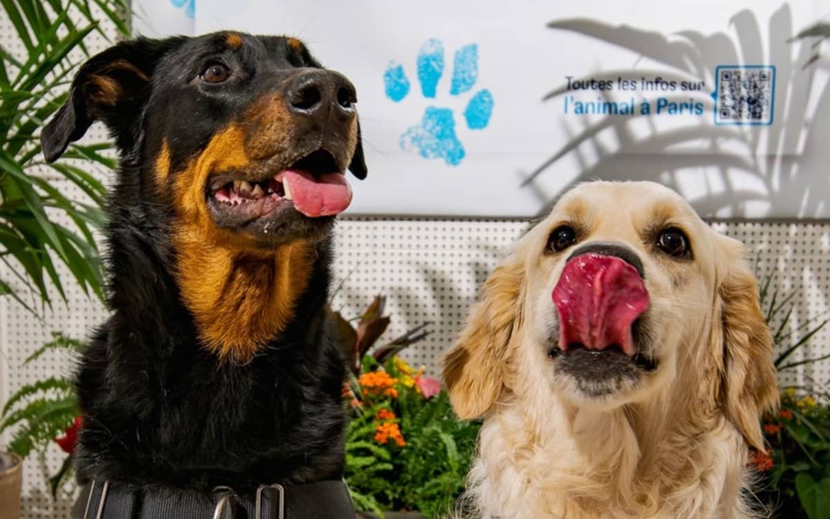 La Maison de l'animal : toute la programmation