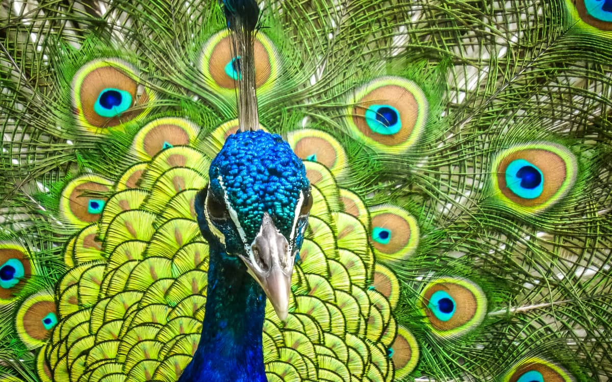 The Birds of the Parc Floral de Paris