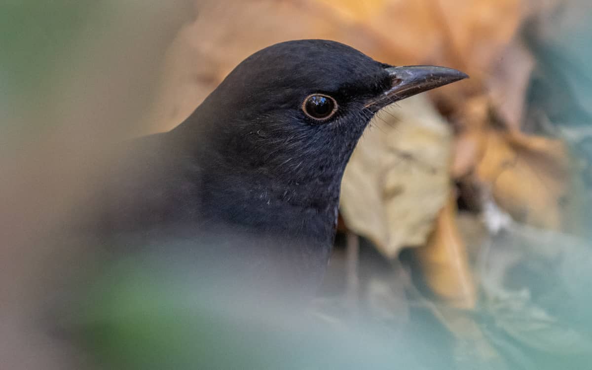 Science participative : Oiseaux des jardins