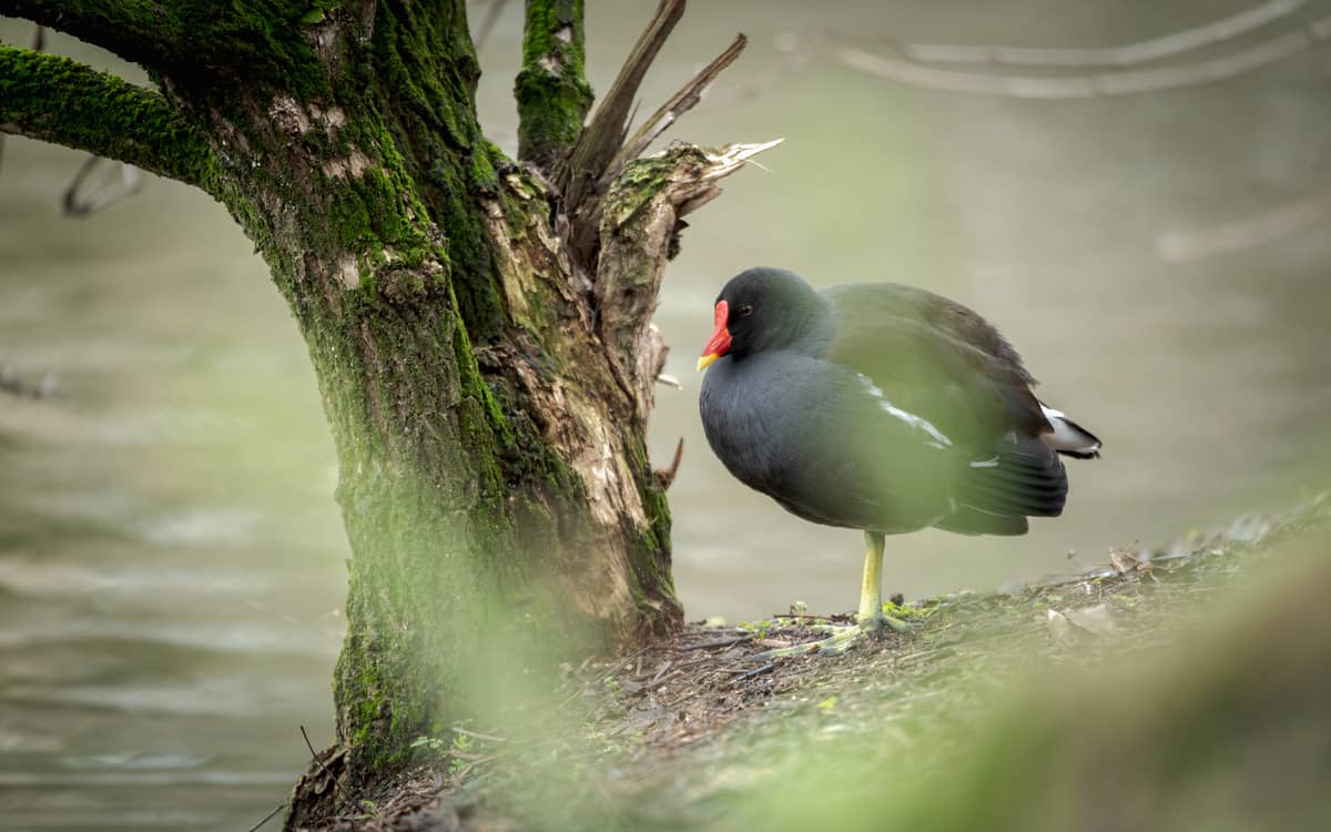 Les oiseaux au parc Montsouris