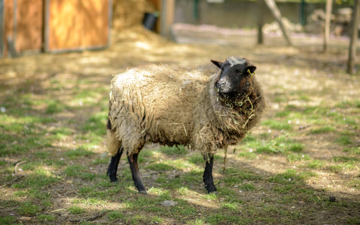 Ouvertures de la Ferme pédagogique René-Binet dans le 18e arrondissement