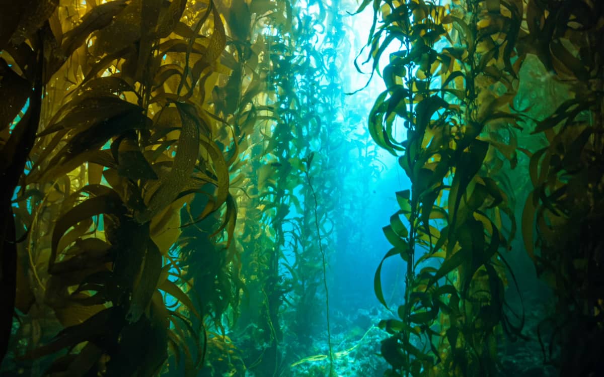 Biodiversité et bioinspiration : que nous apprennent les habitants du monde marin ?