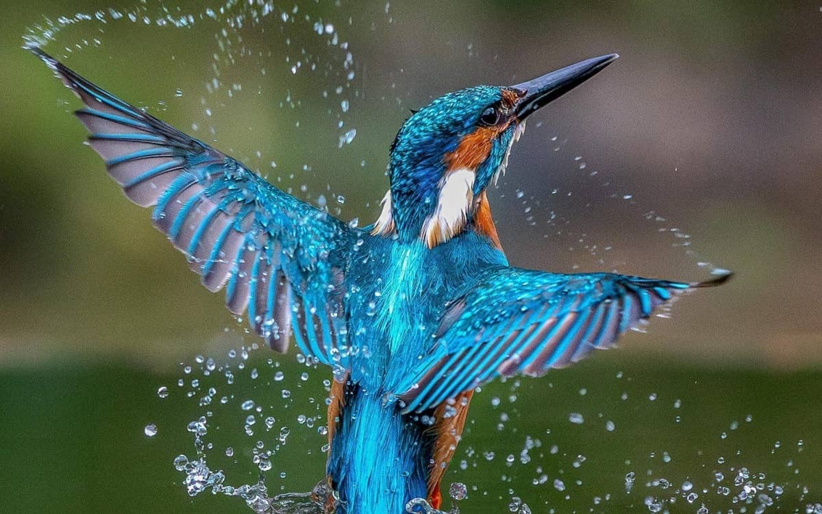 Conférence Les oiseaux nous inspirent