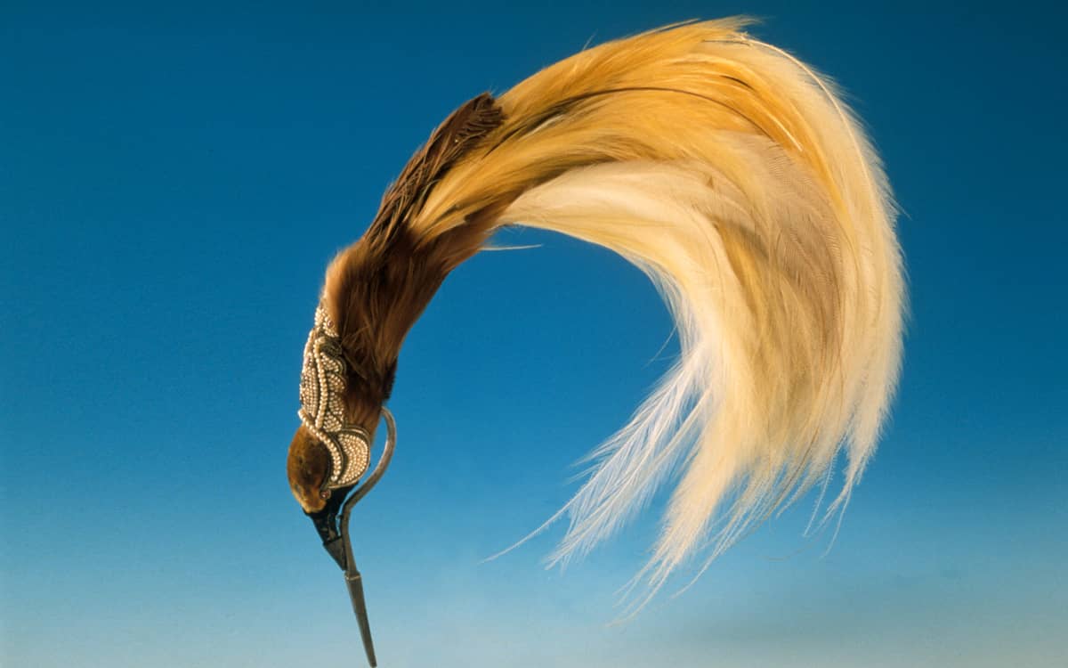Feathers of Paradise: Journeys of an Extraordinary Bird from New Guinea
