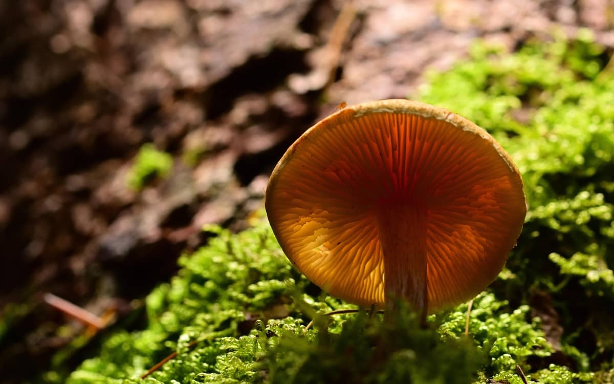 "1 chercheur 1 manip". Biopile, carbone et champignon !