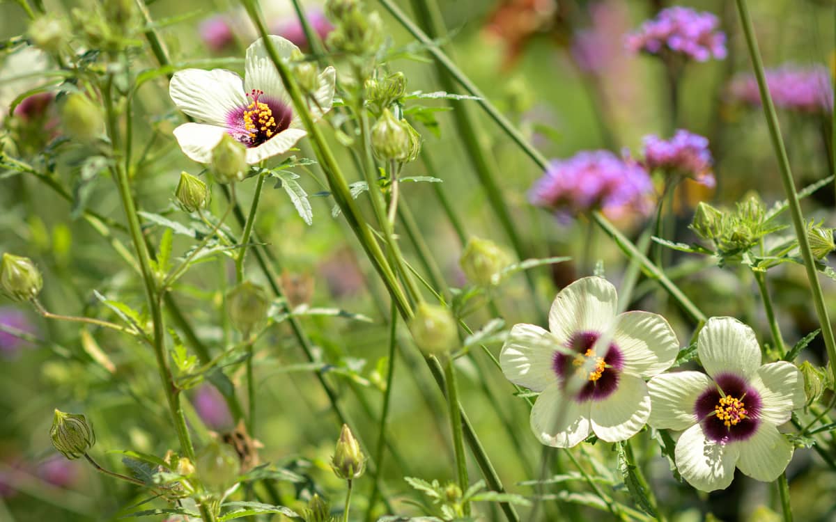 Balade bien être : les bienfaits insoupçonnés des plantes