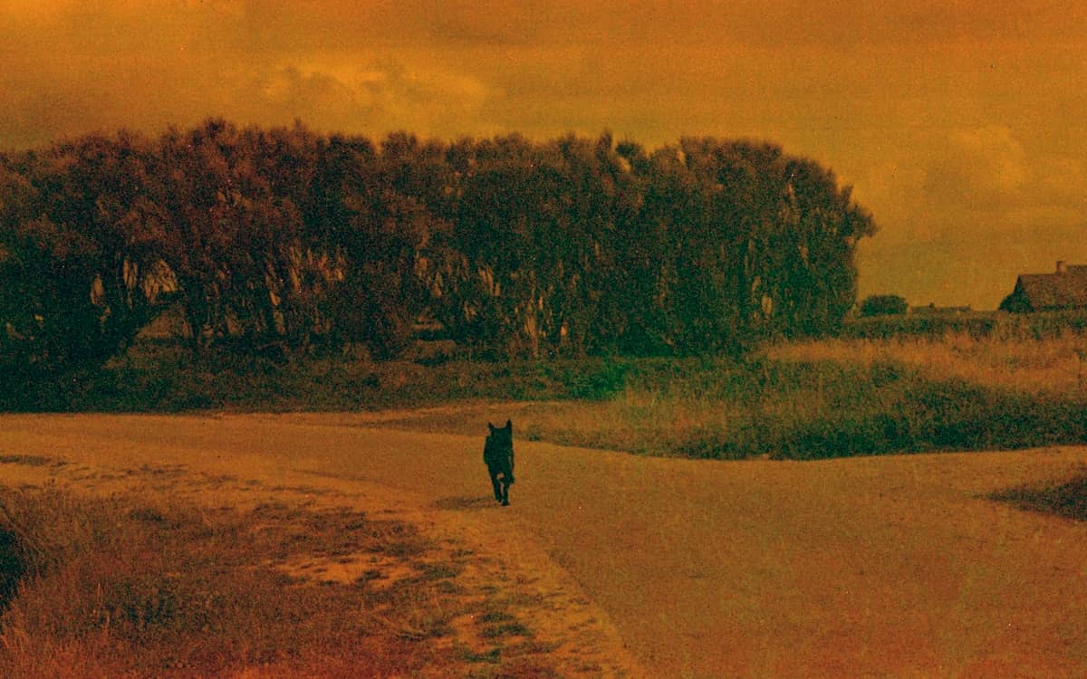 Nanténé Traoré — pays des merveilles