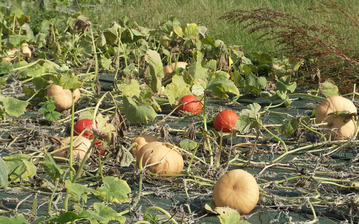 La fête de la courge à la Ferme de Paris