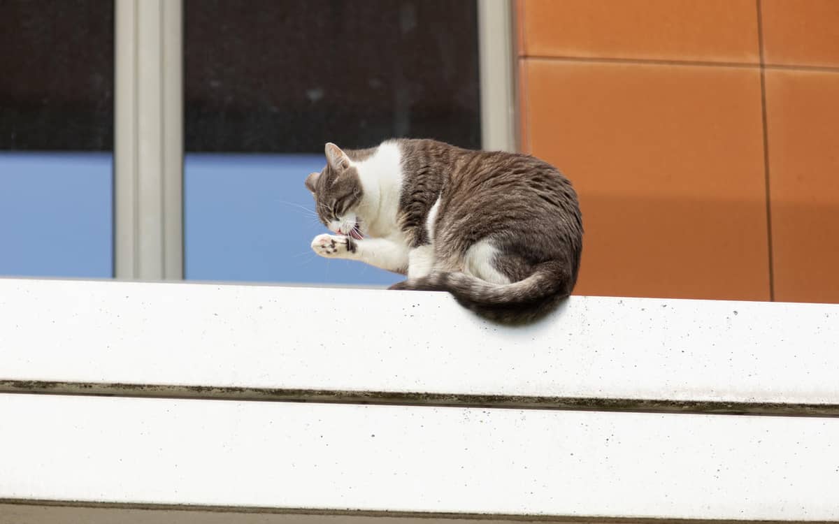 A la découverte du bien-être du chat