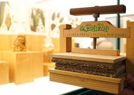 Workshop • My first herbarium