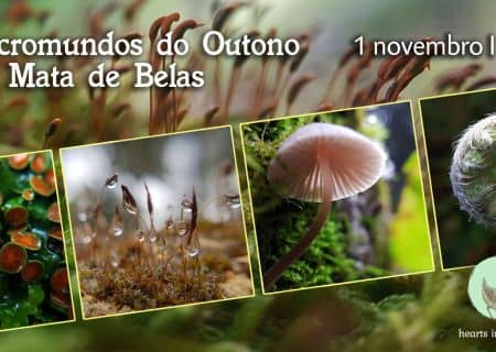 Micromundos do Outono na Mata de Belas