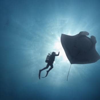 International Ocean Film Tour