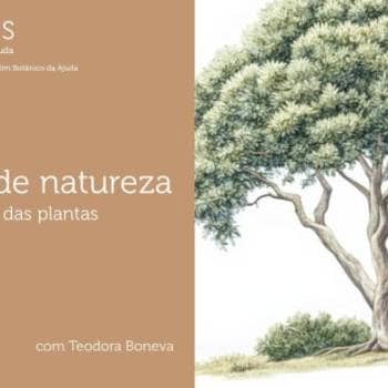 Desenho de Natureza |  A textura das plantas