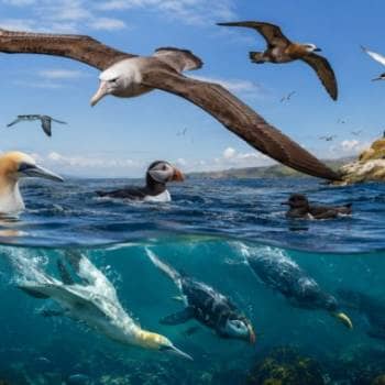 Palestra: Não há só gaivotas no mar - Diversidade e ecologia das aves marinhas