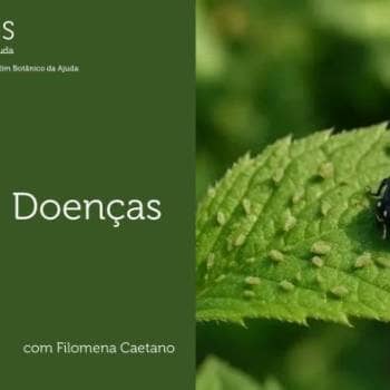 Pragas e Doenças