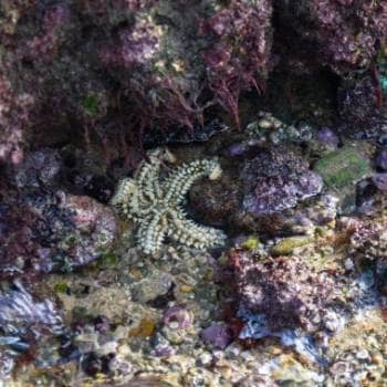 Walk in the Avencas Marine Protected Area