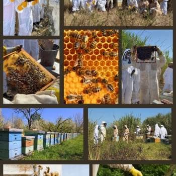 Curso de Apicultura