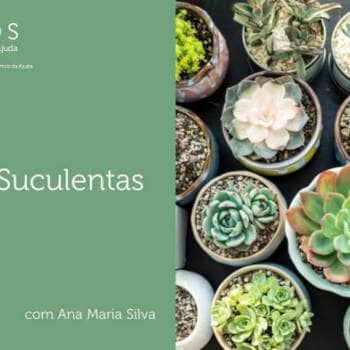 Cactos e Suculentas