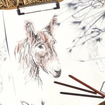Drawing Workshop - Os Burros de Miranda