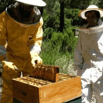 The Secret of the Pising Farm Bees