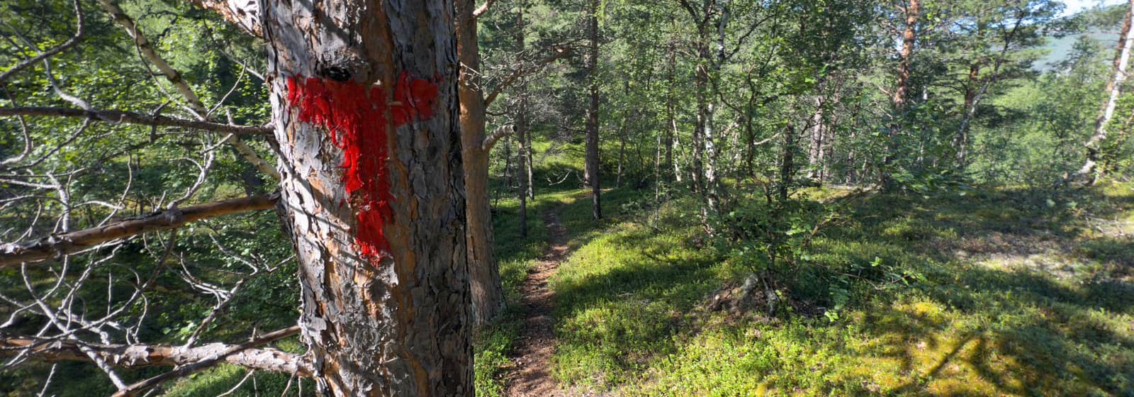 Ultralang tur med Bærum Turlag - Bygata fra Hadeland til Bjørvika