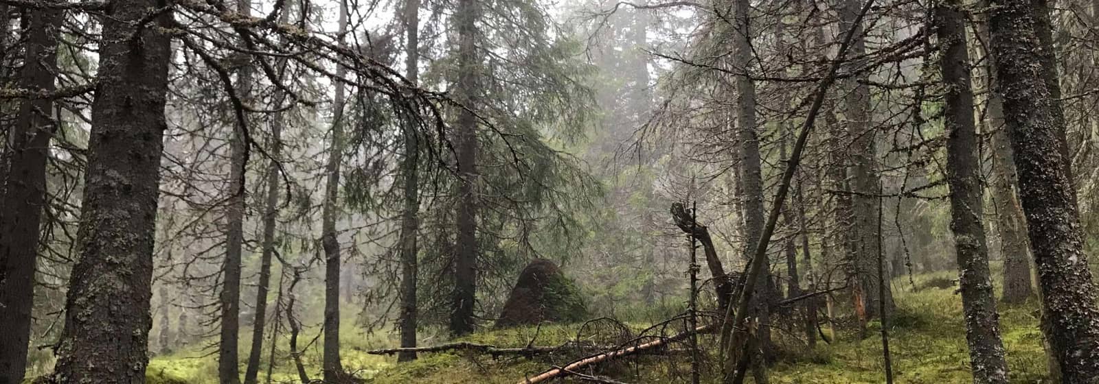Kveldstur til Lillomarka – Vandregruppa 26–45