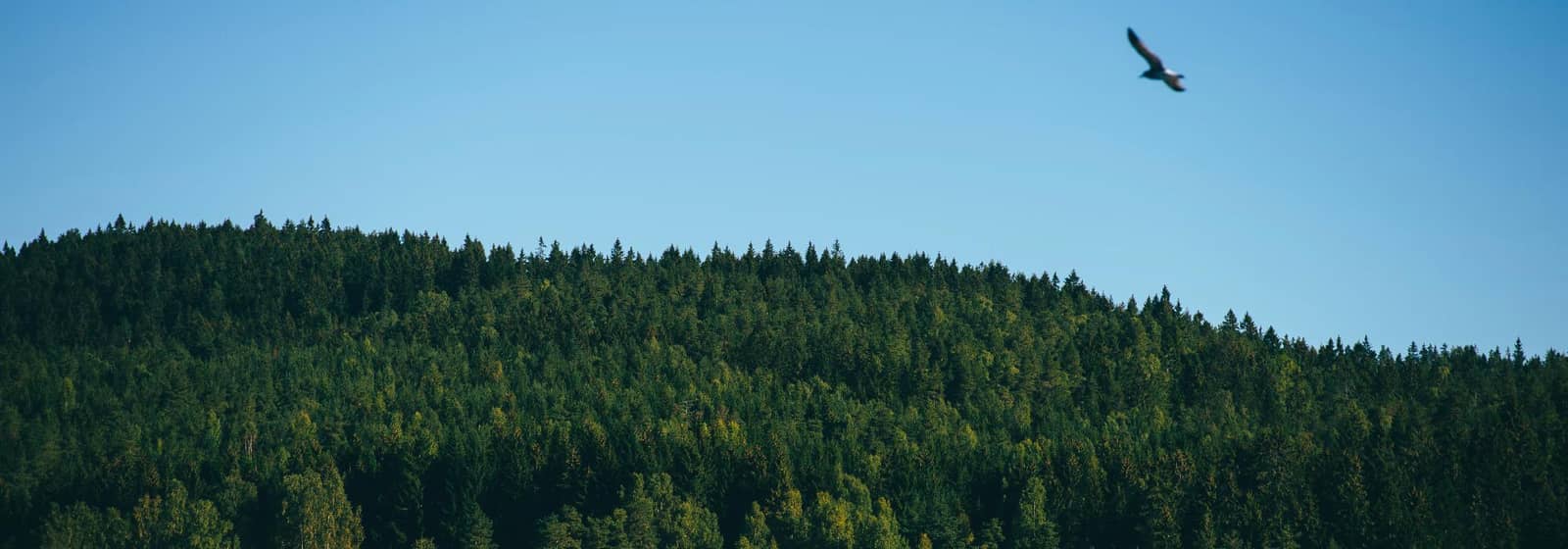 Klart det går – Lavterskel dagstur med sykkel i Nordmarka
