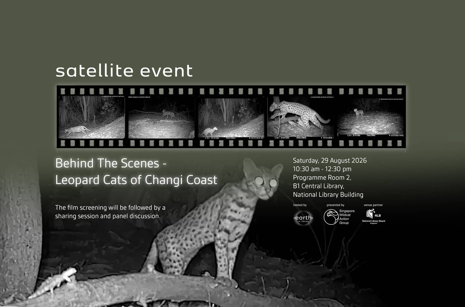 Behind the scenes: Leopard Cats of Changi Coast
