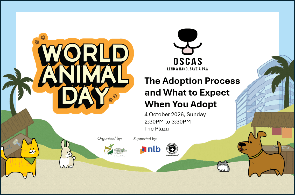 World Animal Day: The Adoption Process and What to Expect When You Adopt