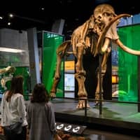 Visita comentada 'Mamut. El gegant de l’edat de gel'