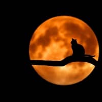 Espectacle "La lluna, la pruna. Animals curiosos fascinats amb la lluna, una vaca juganera...". A càrrec de Blai Senabre