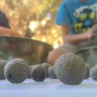 Taller 'Fem boles de llavors per a pol·linitzadors'