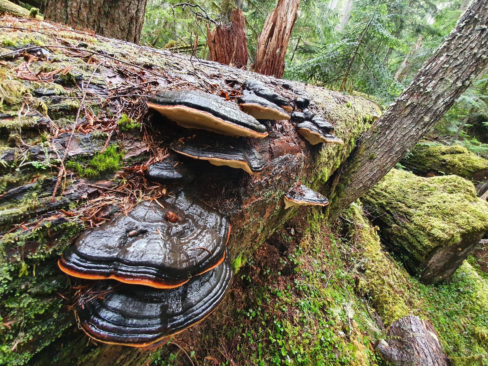 Wilderness Walk: Mushrooms BIPOC + PSMS Show!