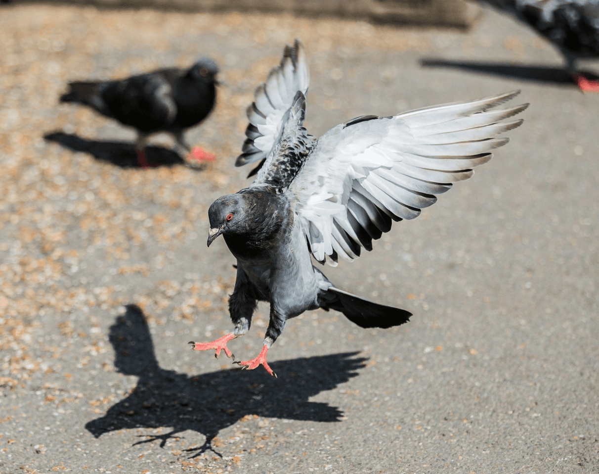 Experiments in Looking - Pigeon Photography Walk