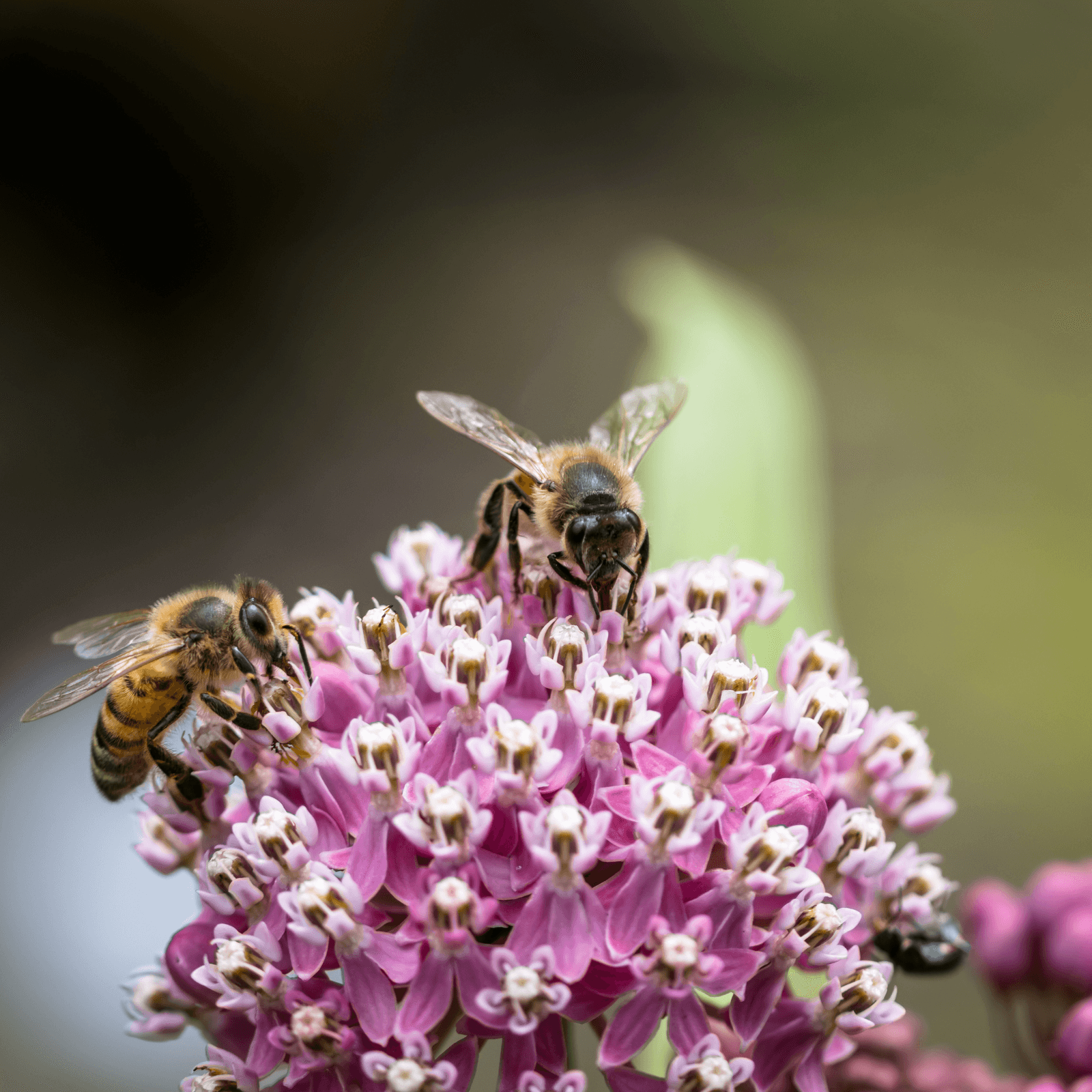 À nous de jouer pour le changement (sentier des pollinisateurs, oiseaux de proie, fresque et jeux environnementaux)