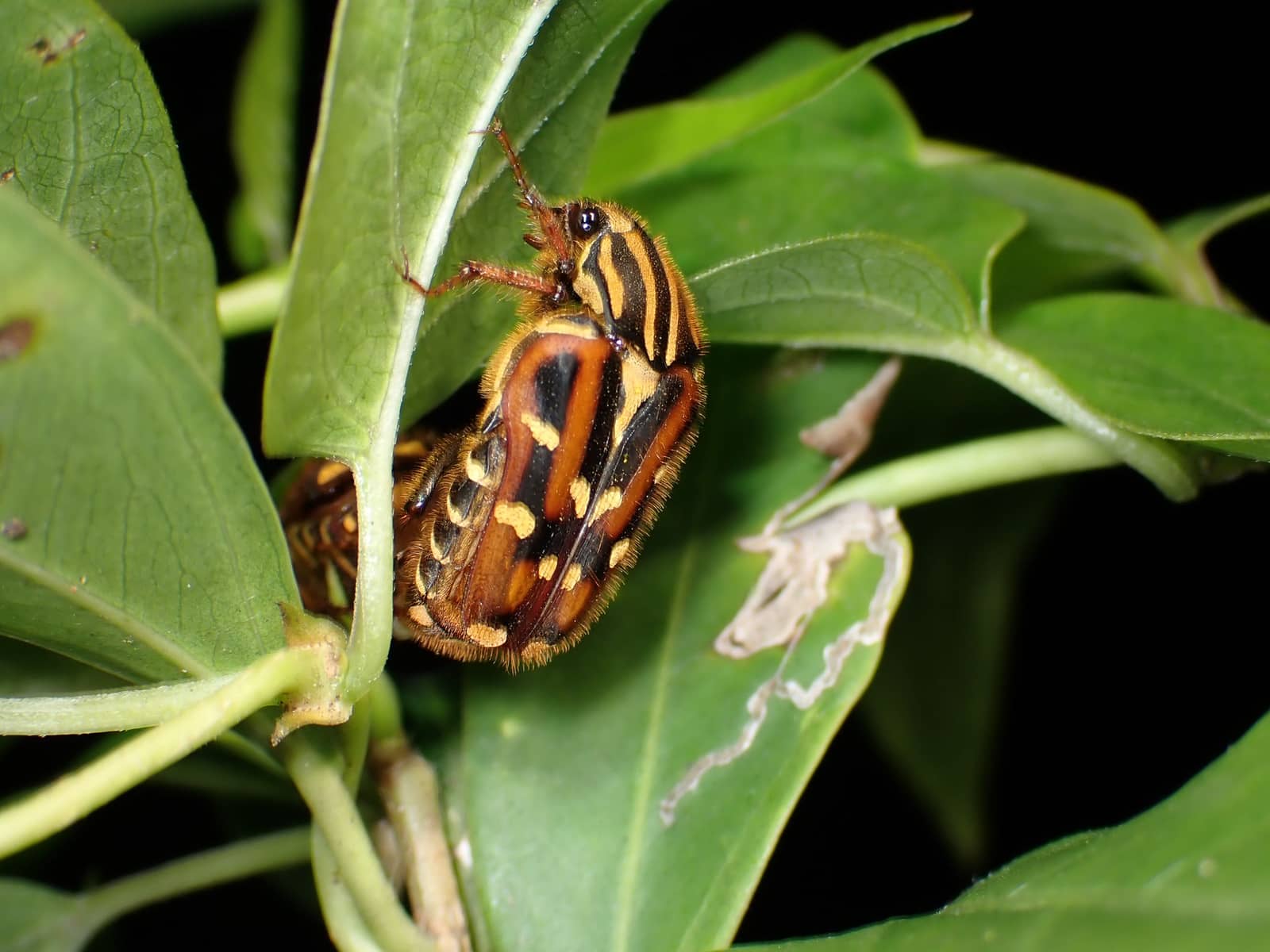 Walk Your Way: Biodiversity Mapping in the City supported by Bupa